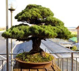 The Bonsai Museum - Pescia (PT) - QualcosaDaFare.it